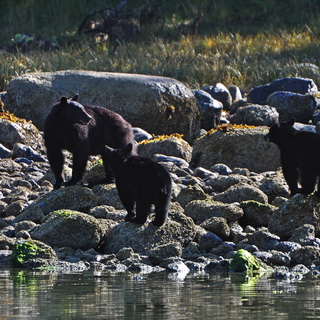 Tofino - Mother bear with 2 cubs